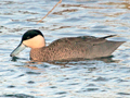 Puna Teal